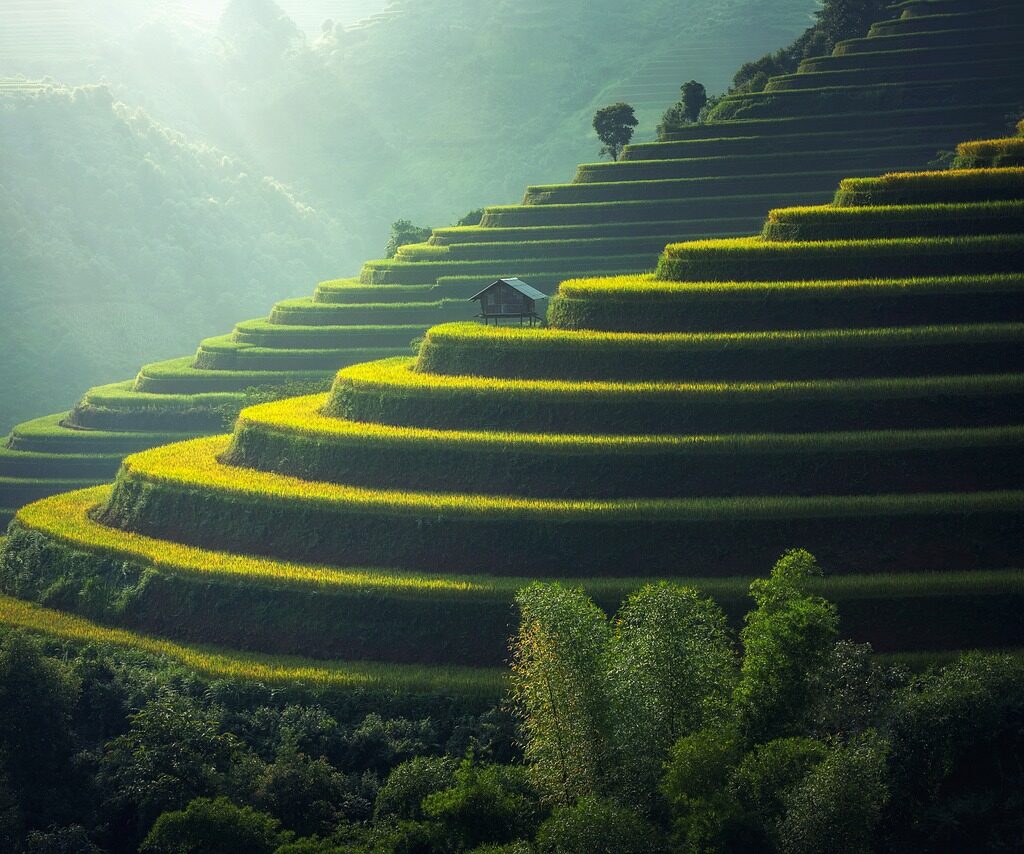 rice plantation, thailand, rice